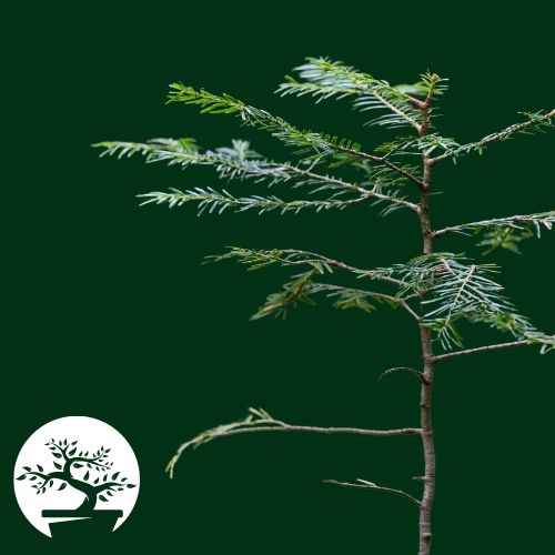 Bonsai sapling on green background