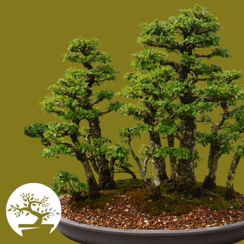 Penjing landscape - the origin of bonsai