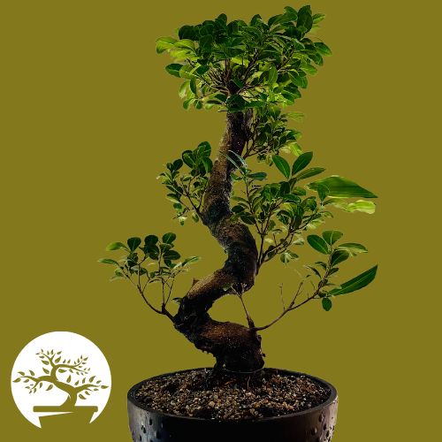 Ficus type of bonsai tree